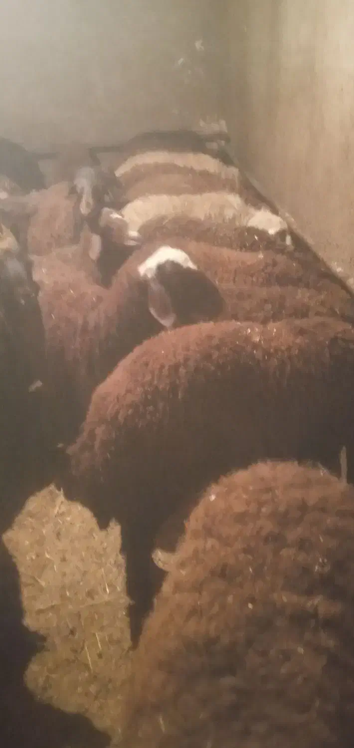 بره نر چاق|حیوانات مزرعه|مهربان, |دیوار