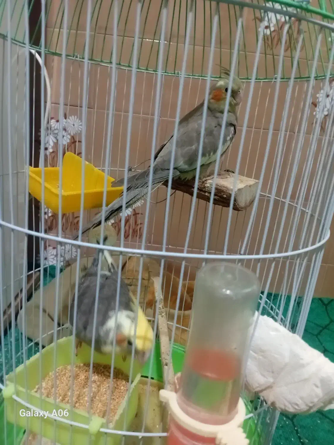 عروس هلندی|پرنده|بم, |دیوار