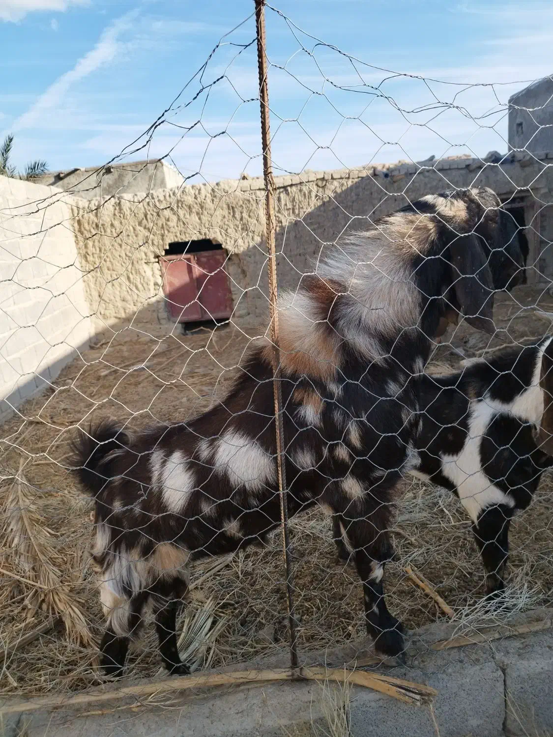 پاچن چاق|حیوانات مزرعه|سراوان, |دیوار