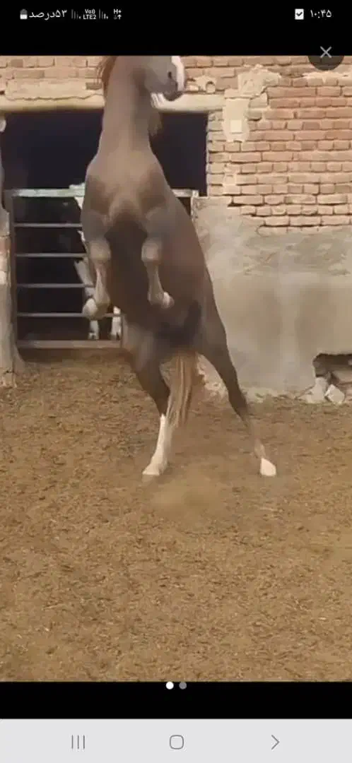 اسب نریان|اسب و تجهیزات اسبسواری|ارومیه, |دیوار