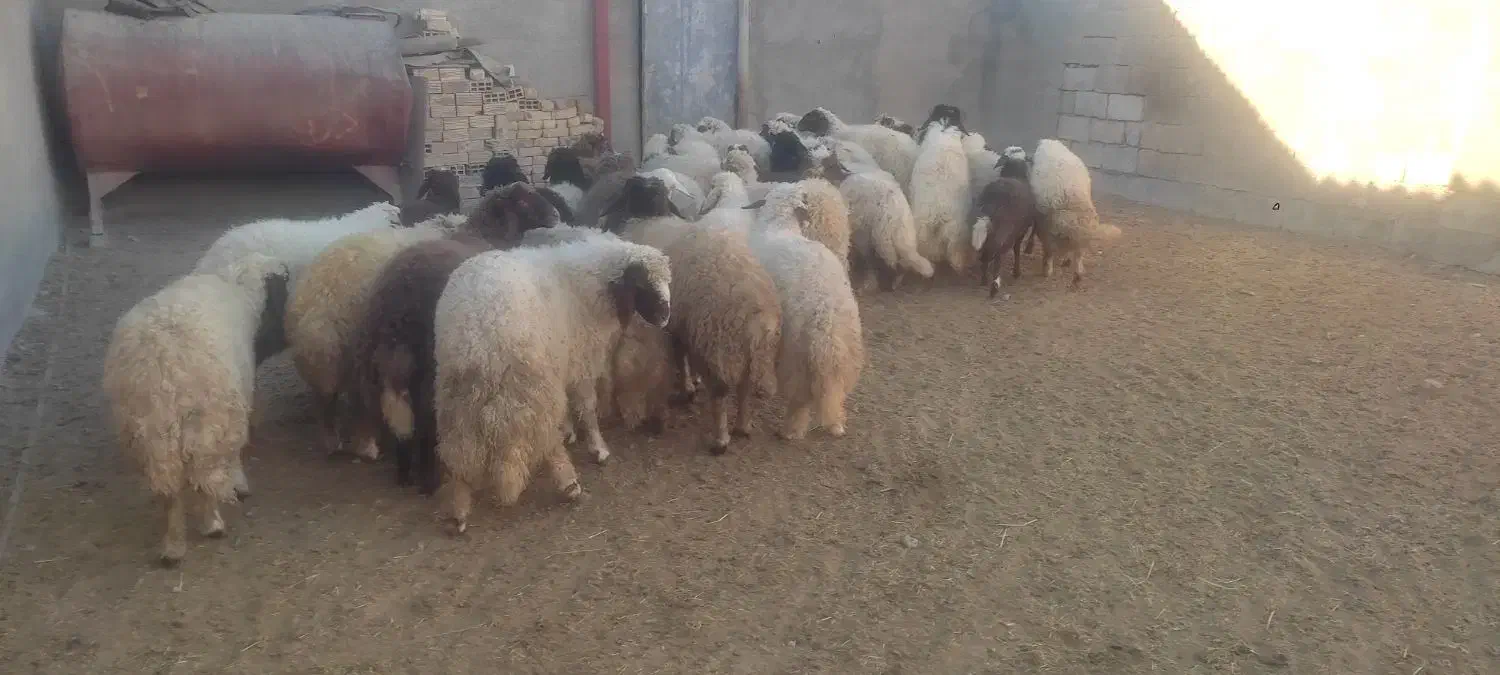 بره ماده|حیوانات مزرعه|ثلاث باباجانی, |دیوار