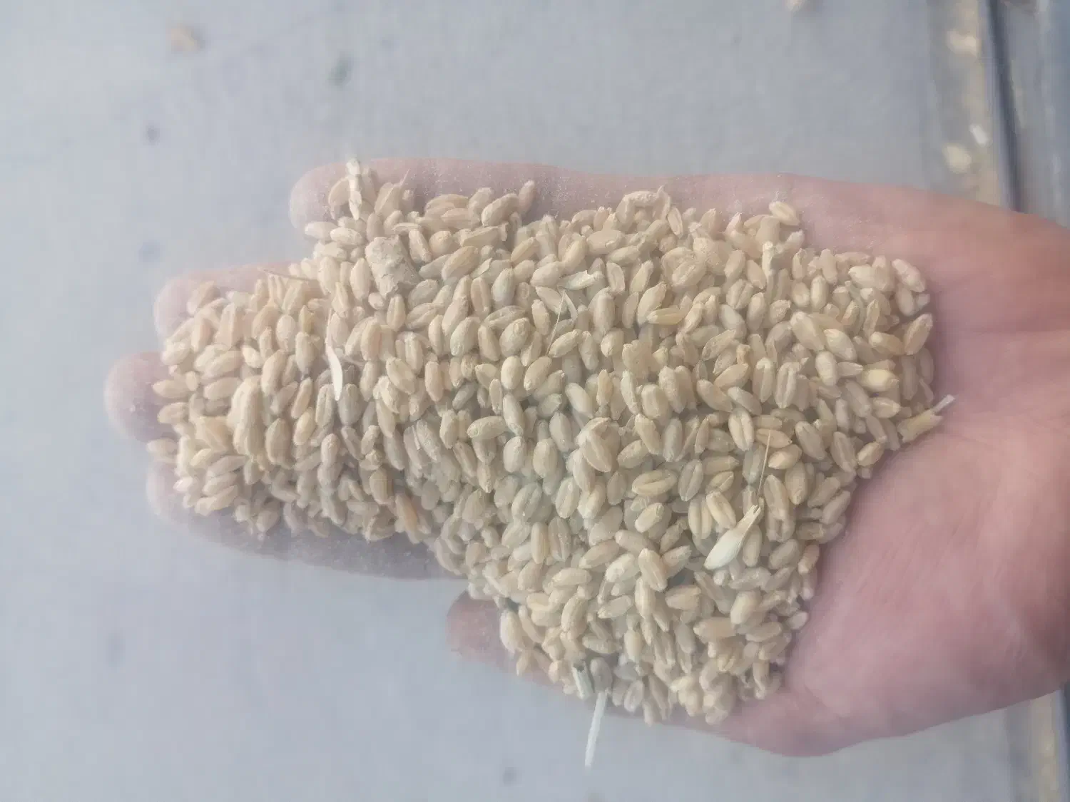 فروش گندم آبی درجه یک|خوردنی و آشامیدنی|گلپایگان, |دیوار