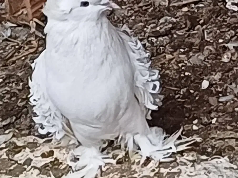 کبوترجکسون سفیدسیا معاوضه با هومریهودی دنش اسکندرو|پرنده|طبقده, |دیوار