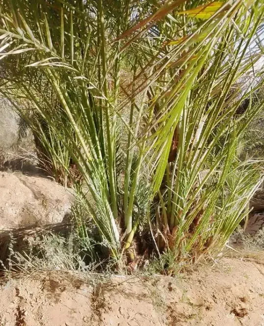 حراج|گل و گیاه طبیعی|فسا, |دیوار