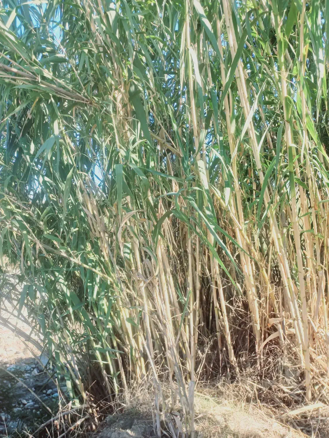 نی پرچین/نی خزانه/نیزار/نی حصار|عمده‌فروشی|رامیان, |دیوار