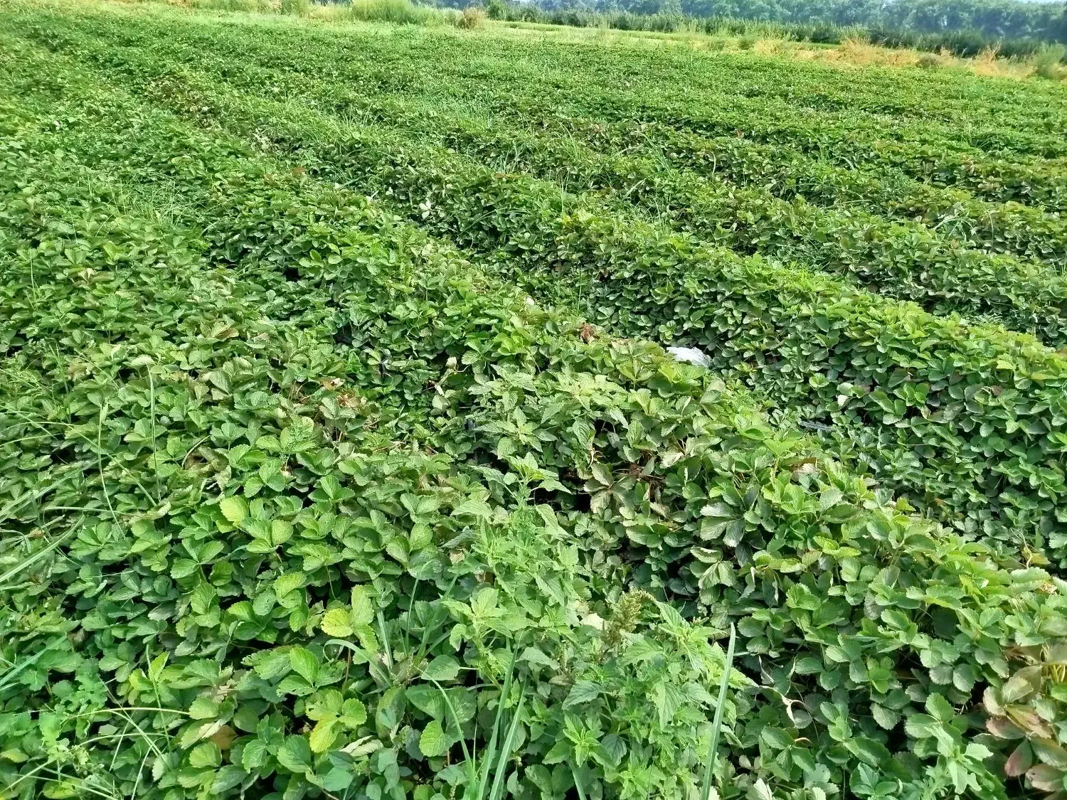 نهال توت فرنگی سابرینا|عمدهفروشی|دلند, |دیوار