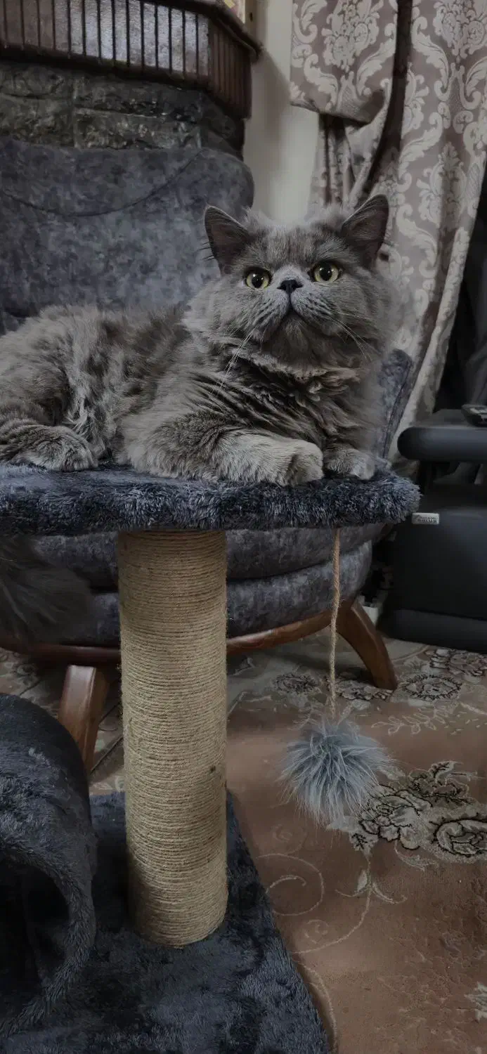 گربه پرشین نر جفت‌گیری|گربه|قم, عمار یاسر|دیوار