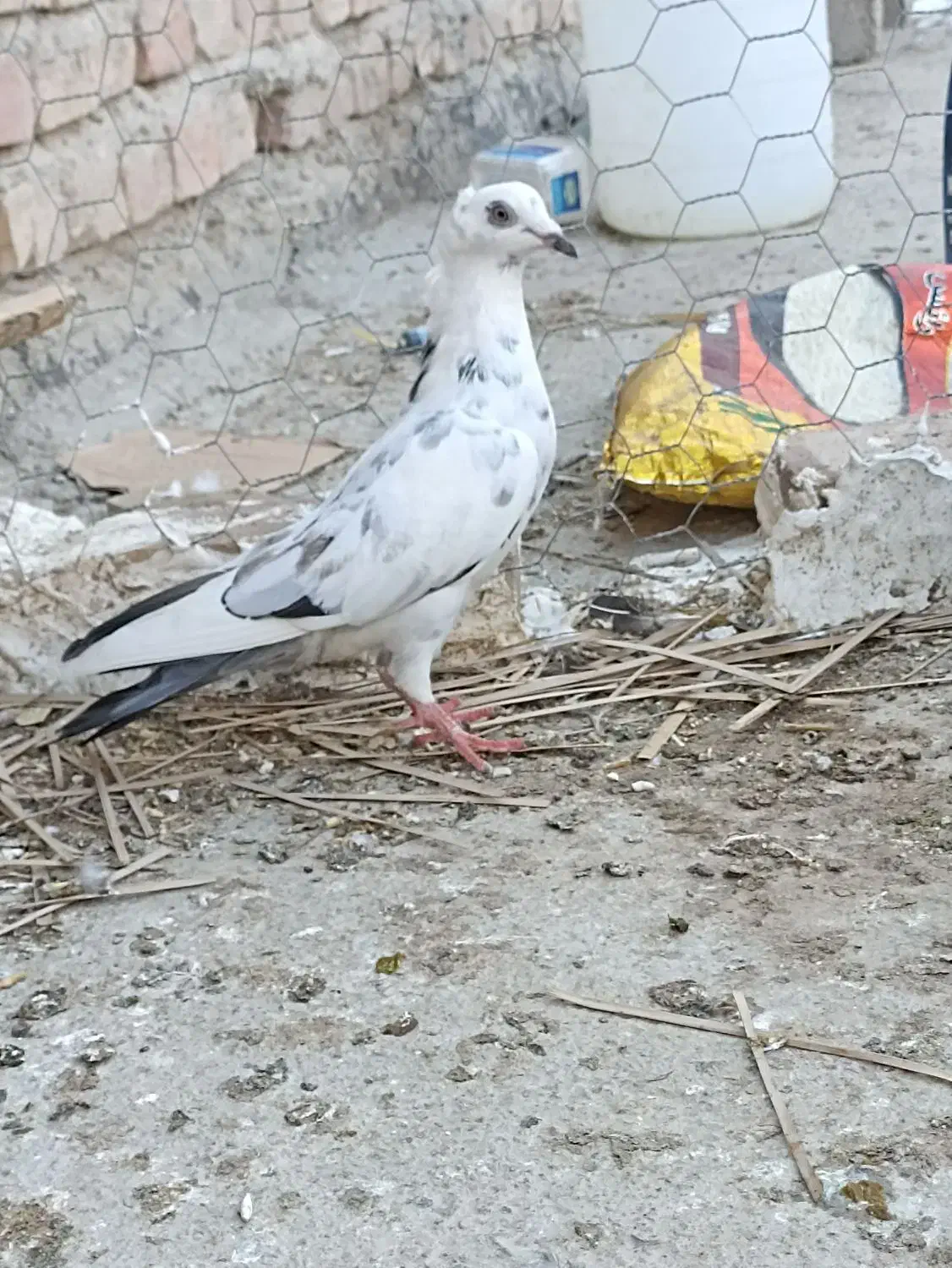 کبوتر|پرنده|سراوان, |دیوار