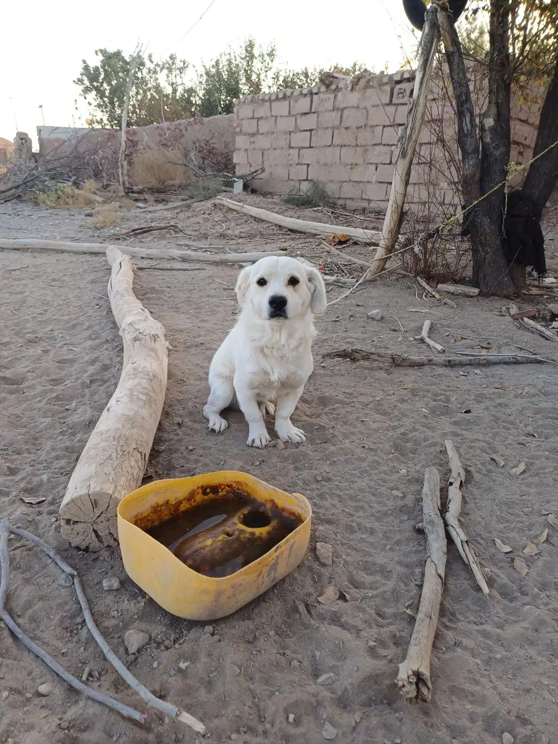 سگ خانگی|سگ|سیرجان, |دیوار