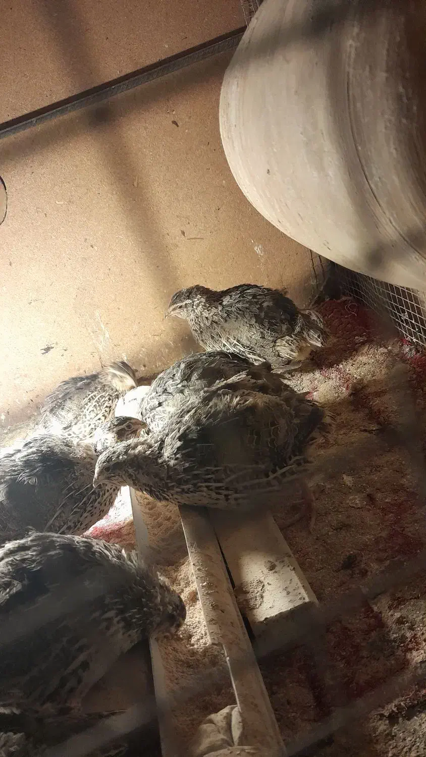 فروش بلدرچین سالم،،چاق و ارگانیک|حیوانات مزرعه|زابل, |دیوار