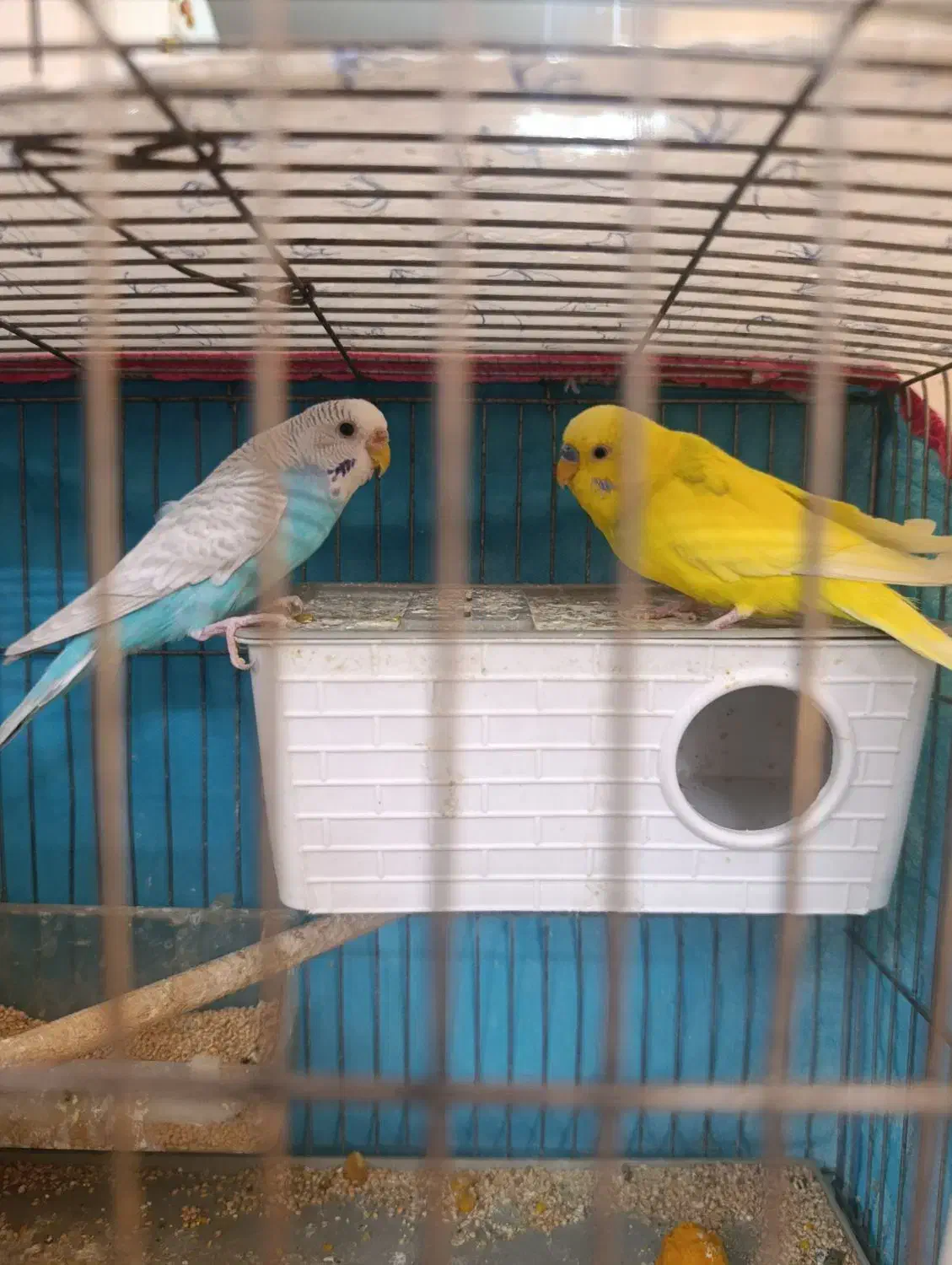 مرغ عشق ابی زرد نیمه دستی اماده تخم گذاری|پرنده|ابریشم, |دیوار