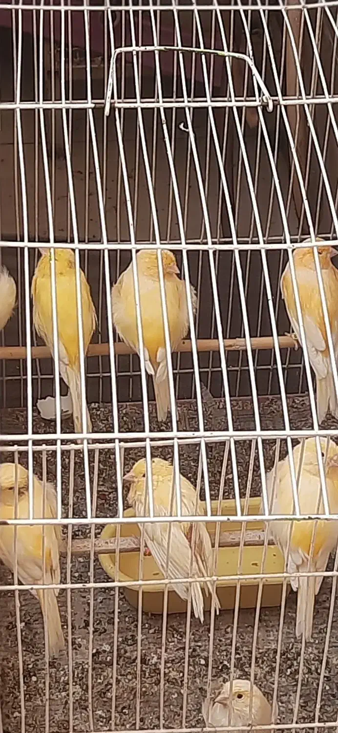 قناری زرد|پرنده|مسجد سلیمان, |دیوار