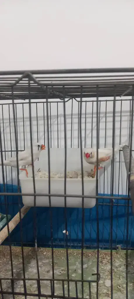 فنج مولد|پرنده|فولادشهر, مسکن مهر فولادشهر|دیوار