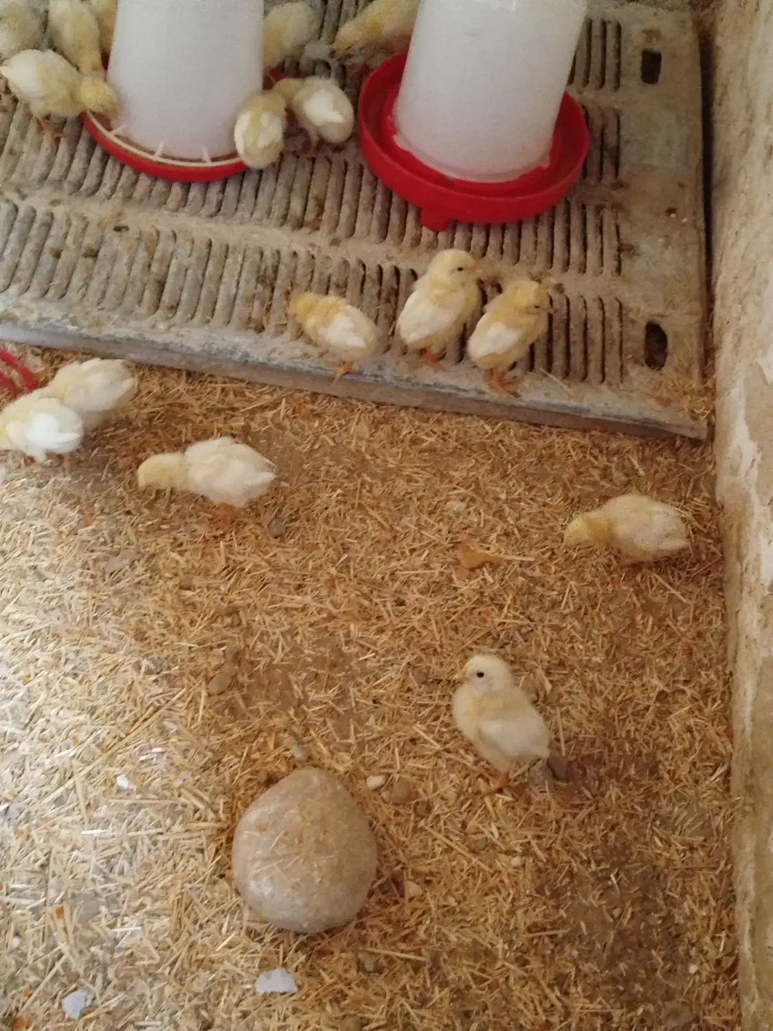 جوجه|حیوانات مزرعه|کازرون, |دیوار