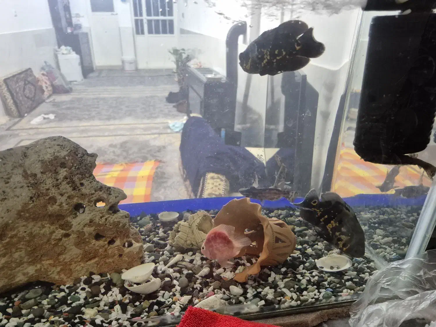 ماهی گوشت خوار|ماهی|سنندج, |دیوار