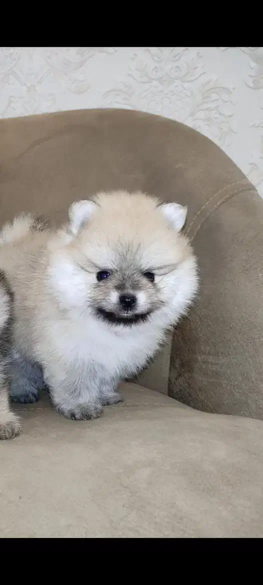 پامرانین خرسی|سگ|بندرعباس, |دیوار