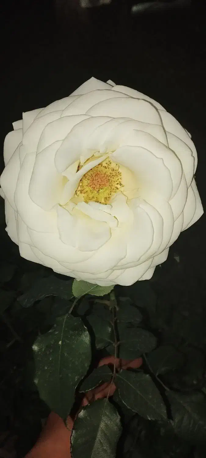 جویای کار|فعالیت داوطلبانه تحقیقاتی|دزفول, |دیوار