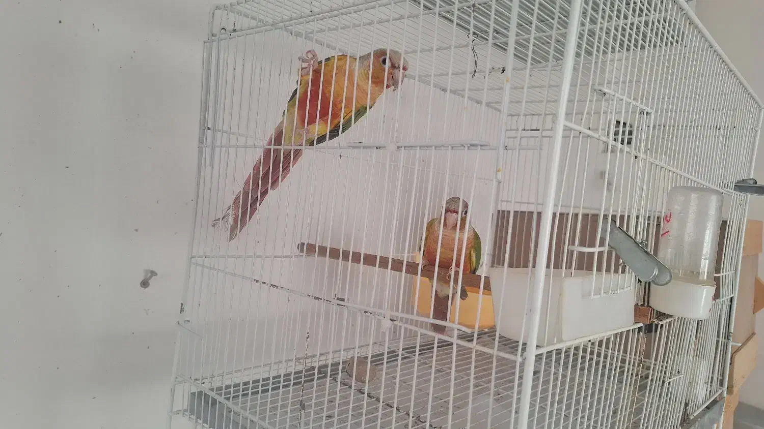 گرینچک جفت و عروس هلندی و مرغ عشق انگلیسی و قناری|پرنده|نیشابور, پاستور|دیوار