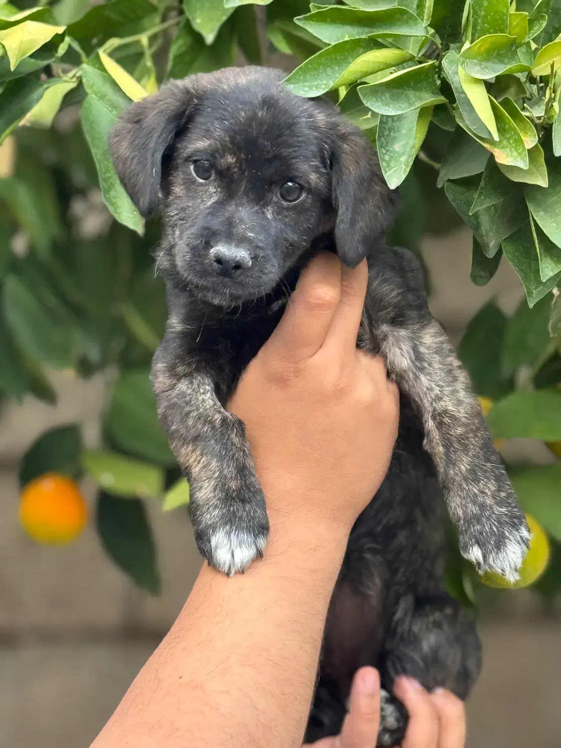 واگذاری شیتزو تریر سایز ریز|سگ|خرمآباد, |دیوار