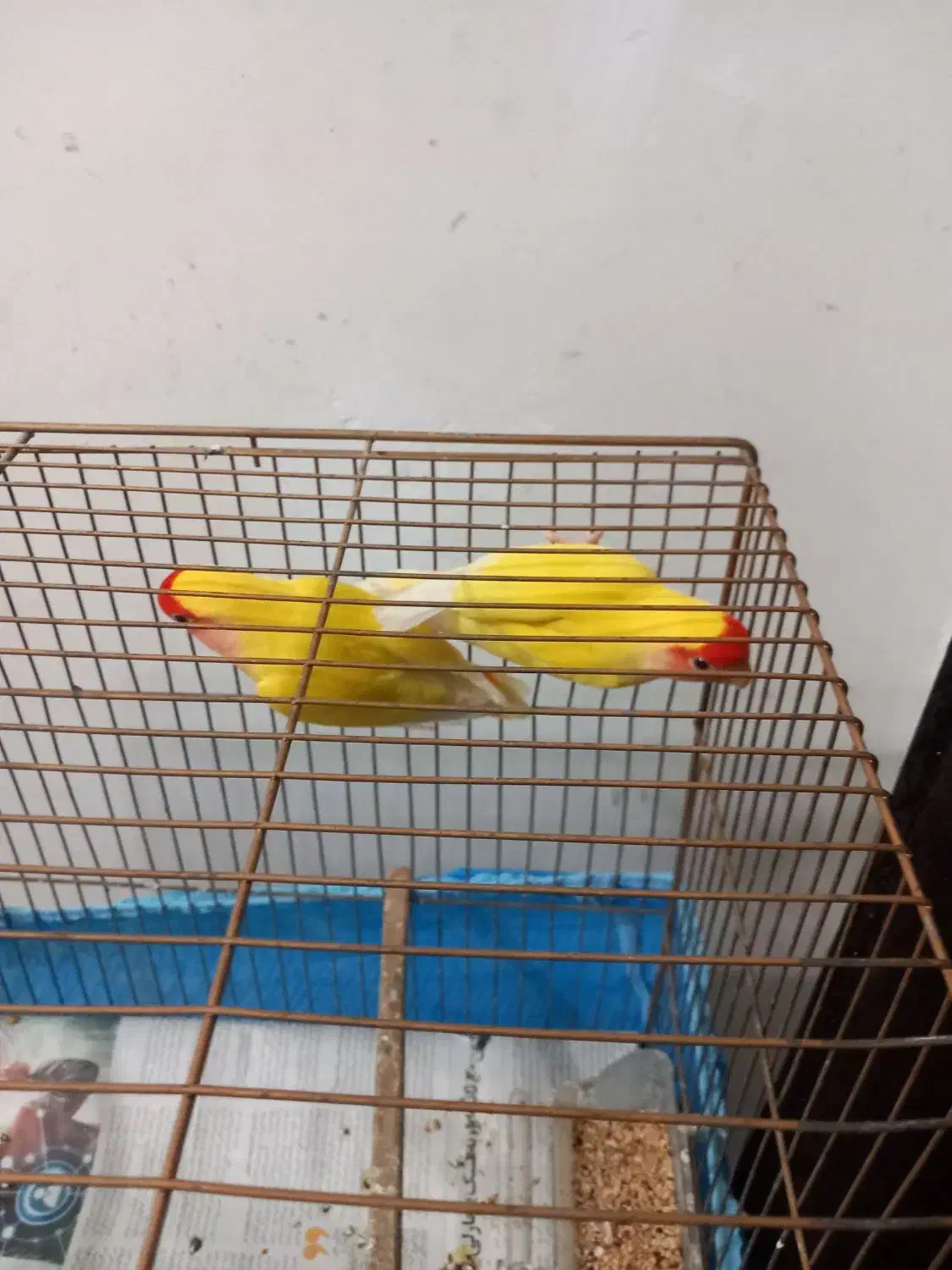 طوطی برزیلی|پرنده|رشت, سلیمانداراب|دیوار