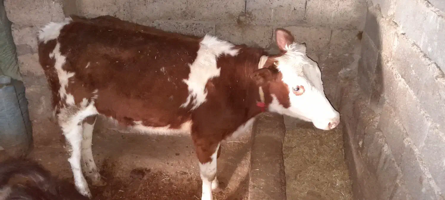 فروشی|حیوانات مزرعه|میانه, |دیوار