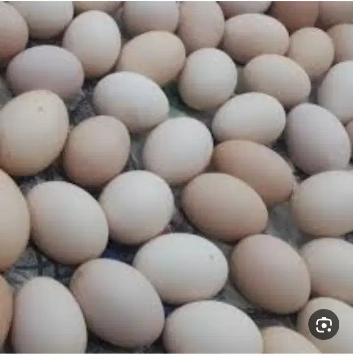 تخم مرغ بومی دونه ای ۸تومن|خوردنی و آشامیدنی|کاشان, میدانگاه آقا|دیوار