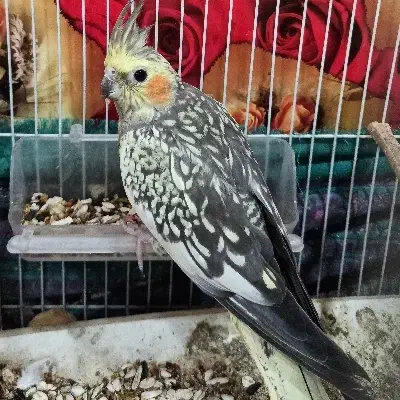 یک جفت عروس هلندی|پرنده|شبانکاره, |دیوار