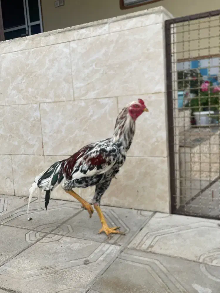 لاری اصیل|حیوانات مزرعه|رشت, فلسطین|دیوار