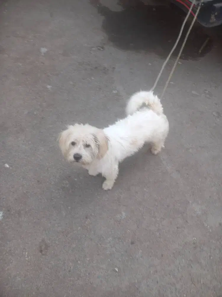 سگ گمشده|حیوانات|تنکابن, |دیوار