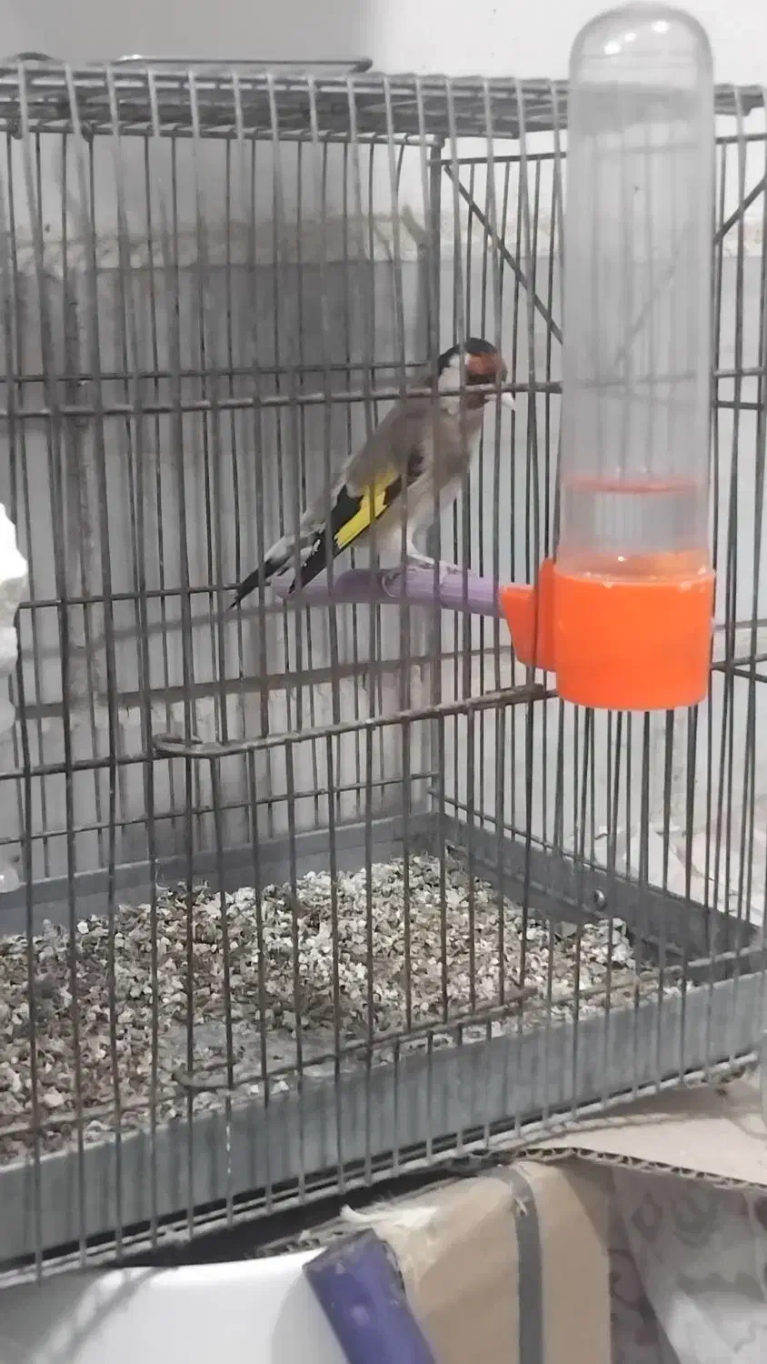 سهره مرغ عشق عروس|پرنده|قزوین, |دیوار