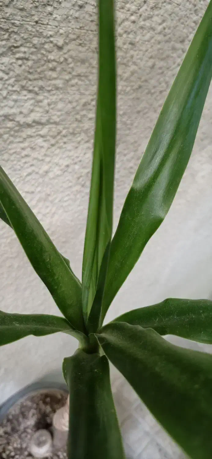 یوکا|گل و گیاه طبیعی|کرج, حصارک پایین|دیوار