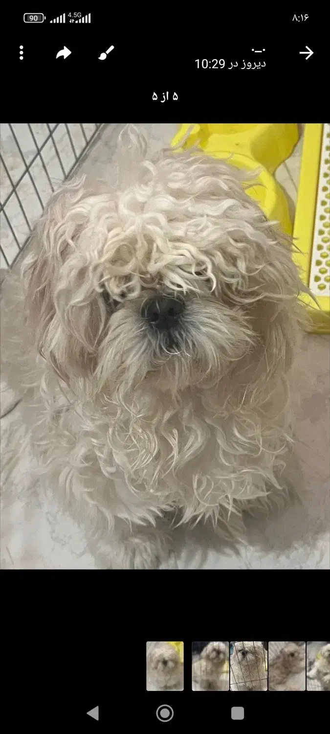 سگ فروشی نژاد شیتزو|سگ|بومهن, |دیوار