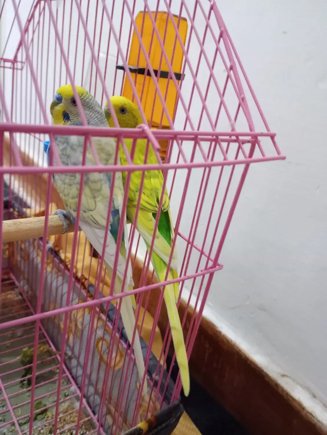 مرغ عشق|پرنده|اندیمشک, |دیوار