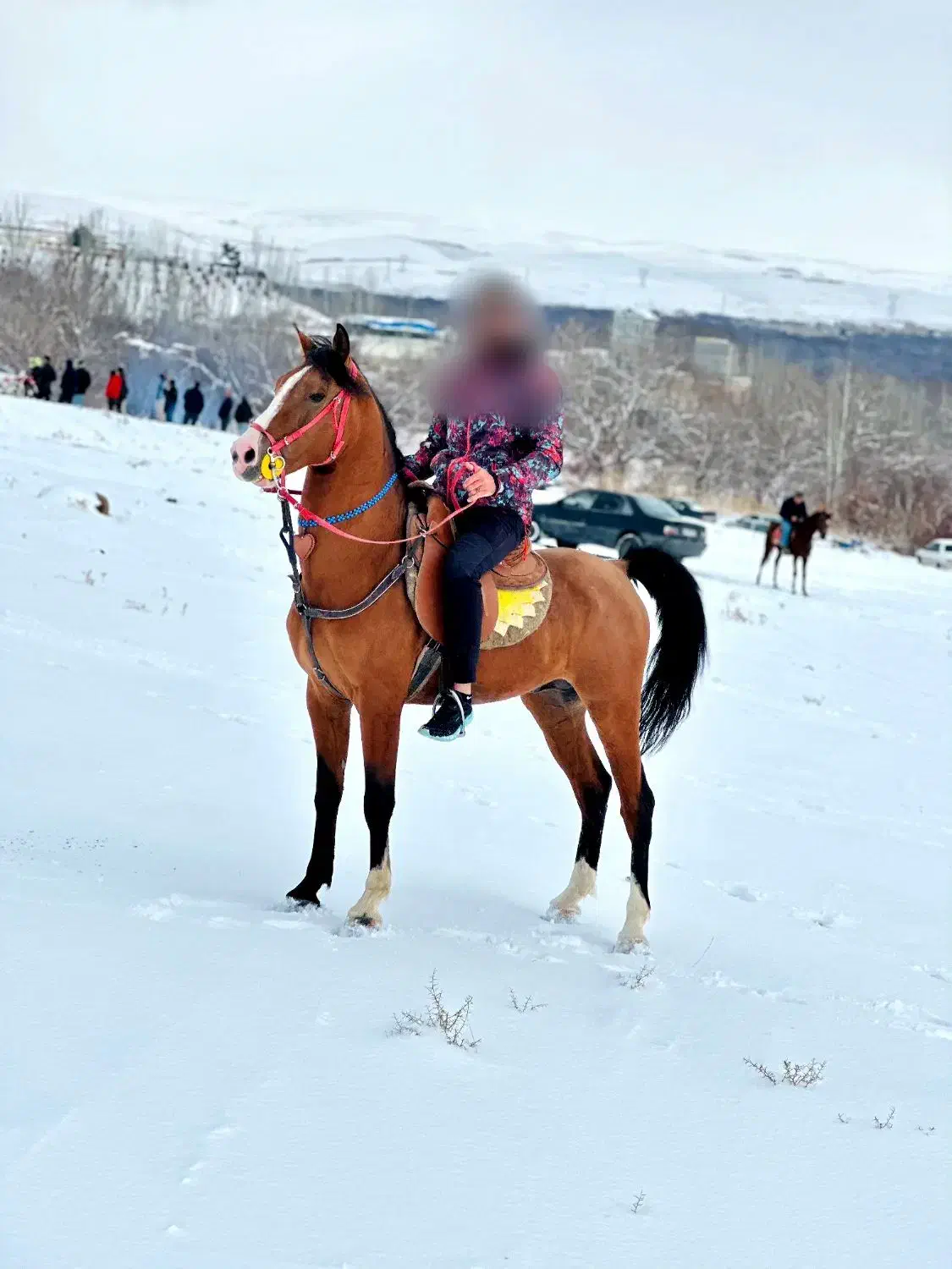 سیلمی تاراج|اسب و تجهیزات اسب‌سواری|مراغه, |دیوار