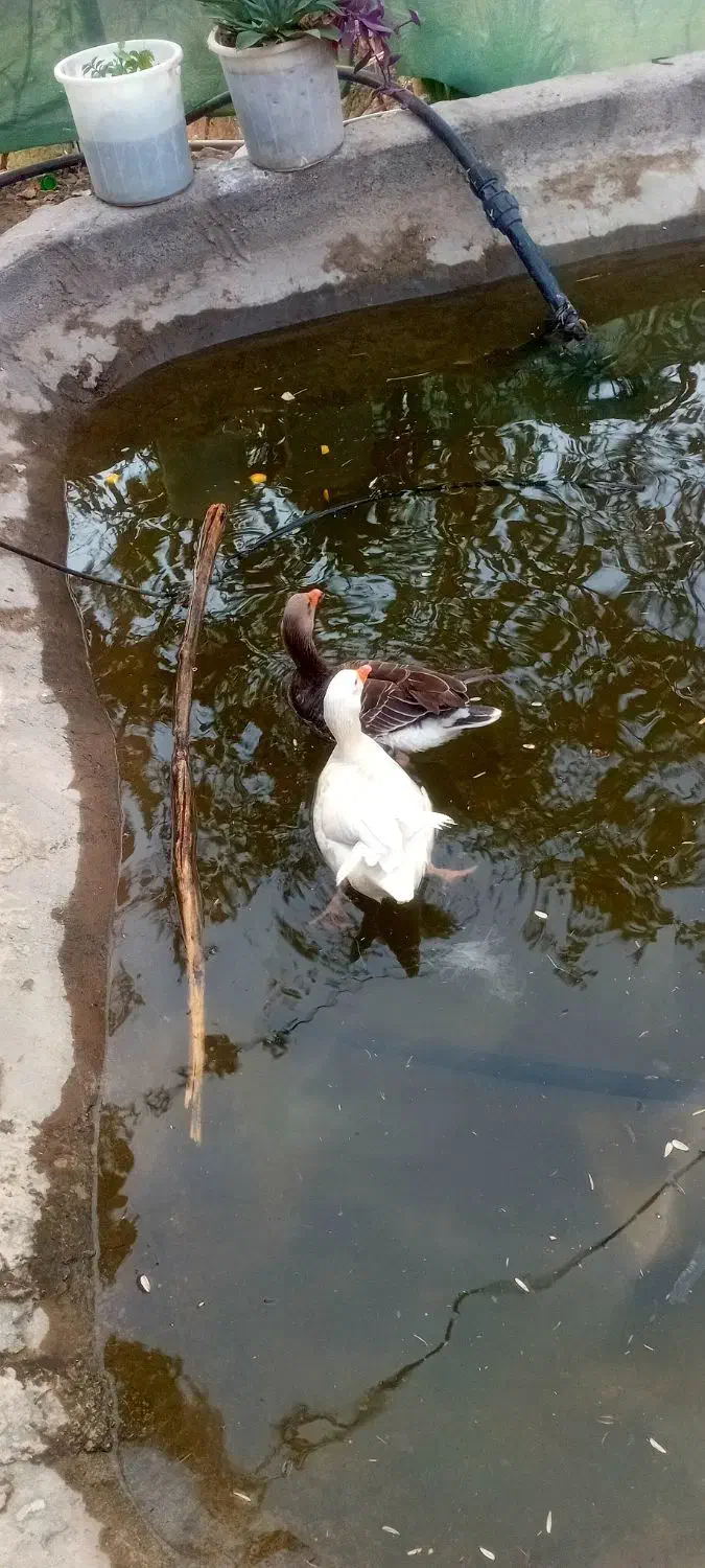 غاز فروشی چاق و سرحال|حیوانات مزرعه|عنبرآباد, |دیوار