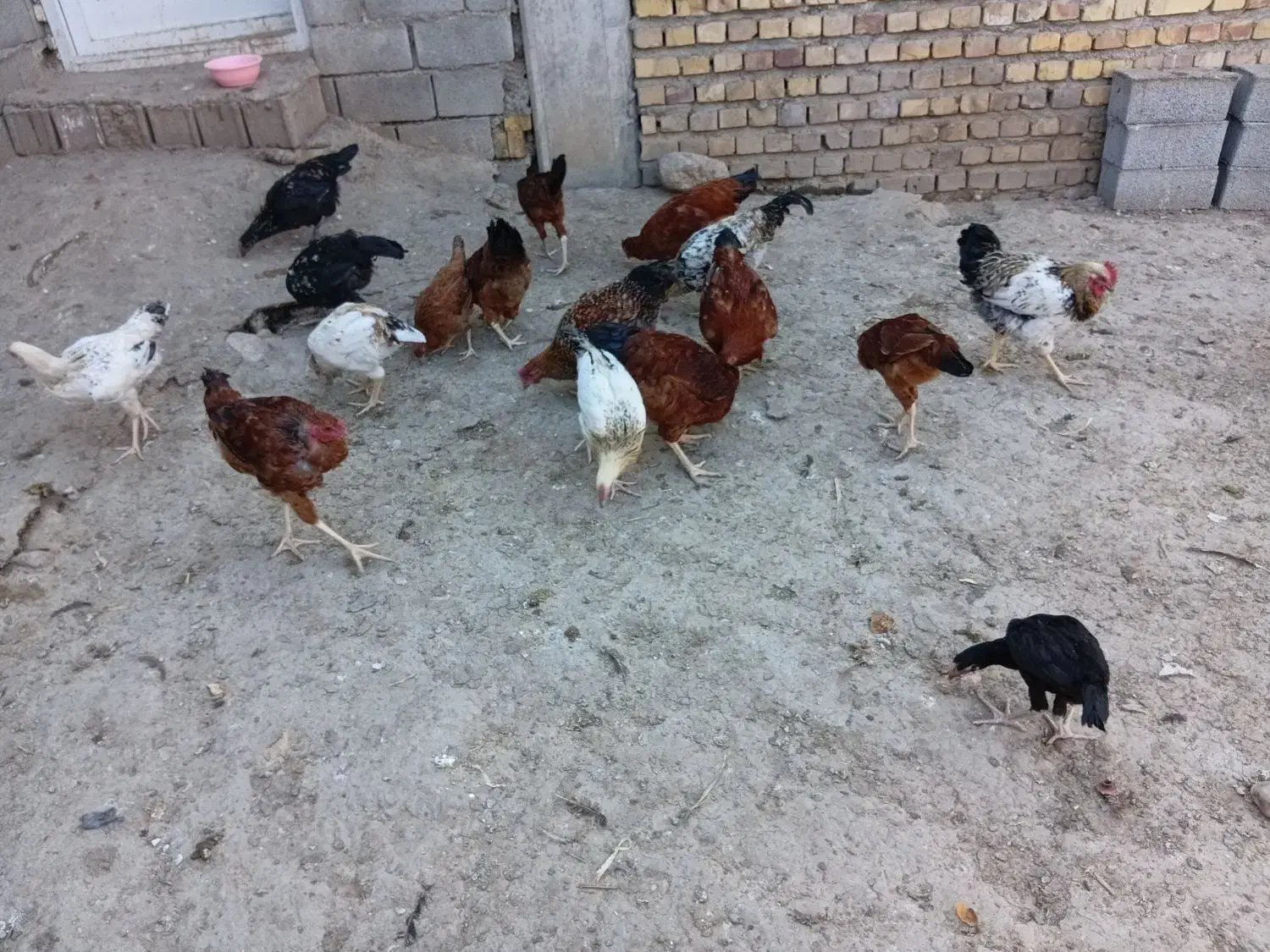 مرغ وخروس|حیوانات مزرعه|گالیکش, |دیوار