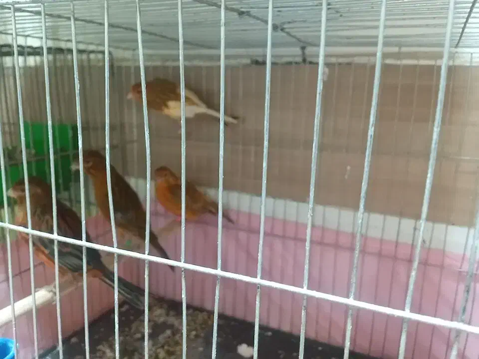 قناری نر وماده سورخ سوخته آماده جفت|پرنده|اندیمشک, |دیوار