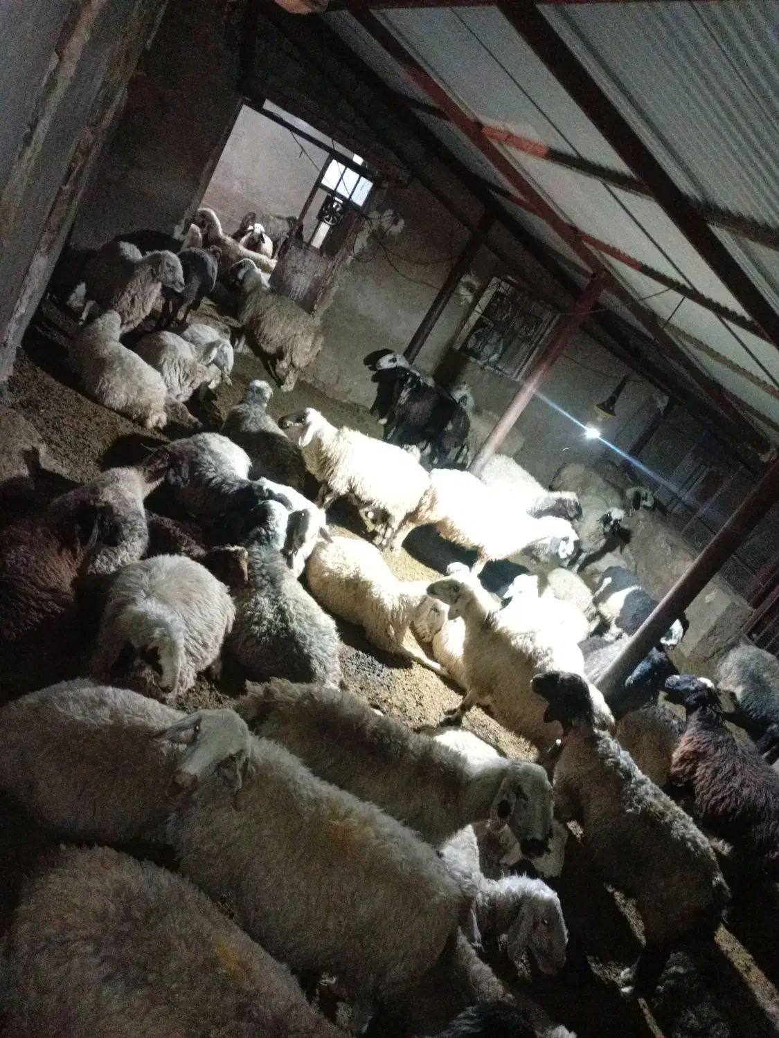 میش ترکی بختیاری|حیوانات مزرعه|چیتاب, |دیوار