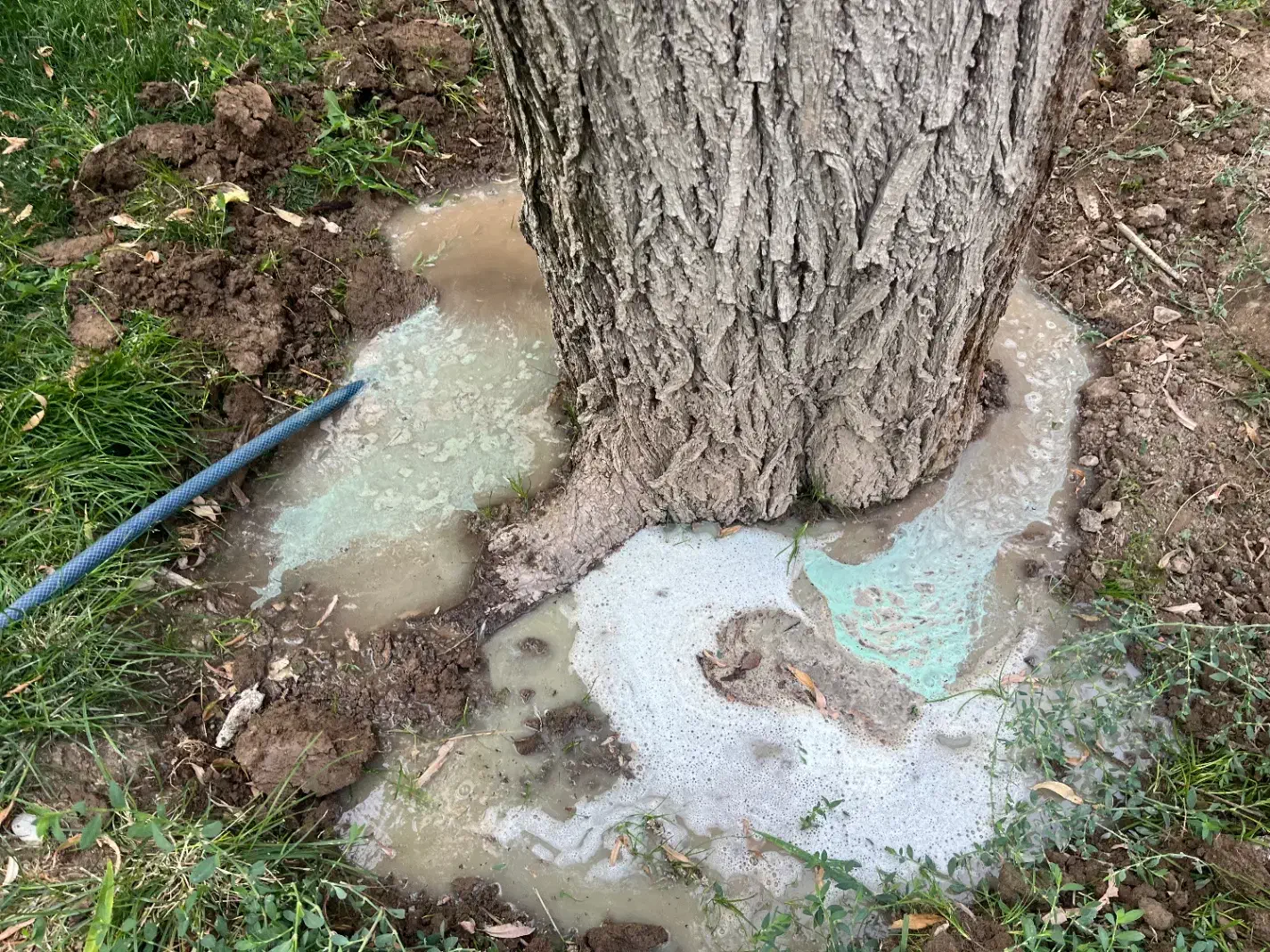 انجام کلیه امور باغبانی در کرج|خدمات باغبانی و درختکاری|کرج, فاز ۴ مهرشهر|دیوار