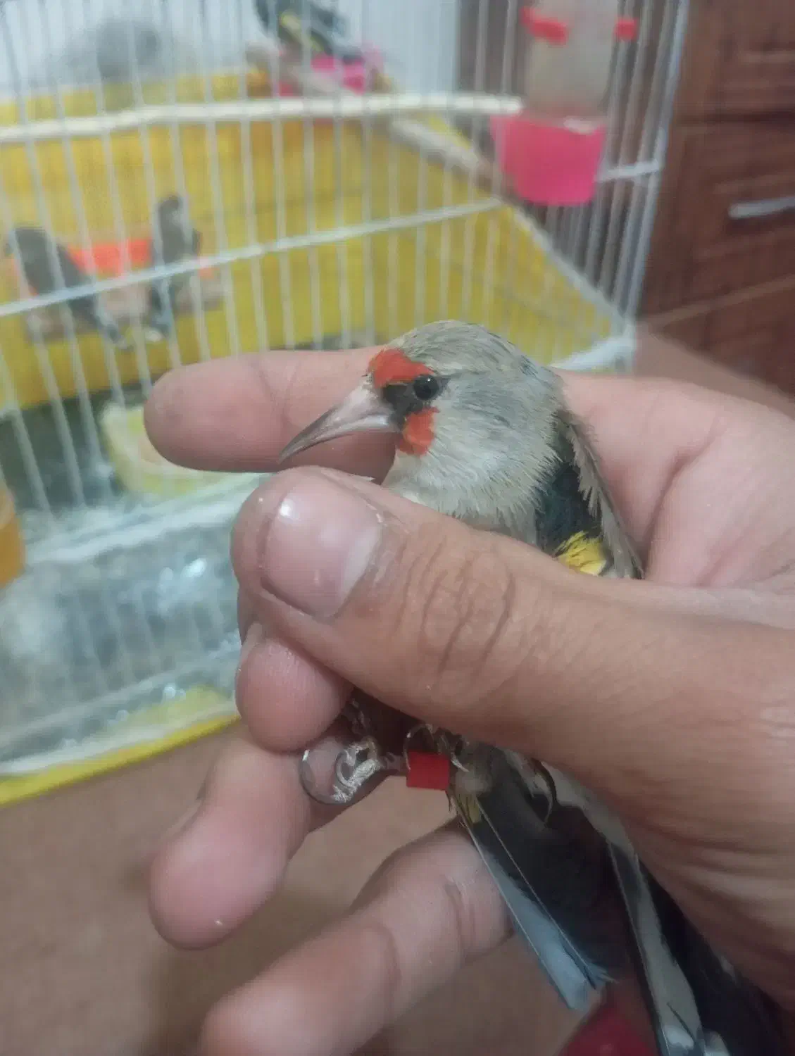 سهره نر بخونه|پرنده|بیرجند, |دیوار