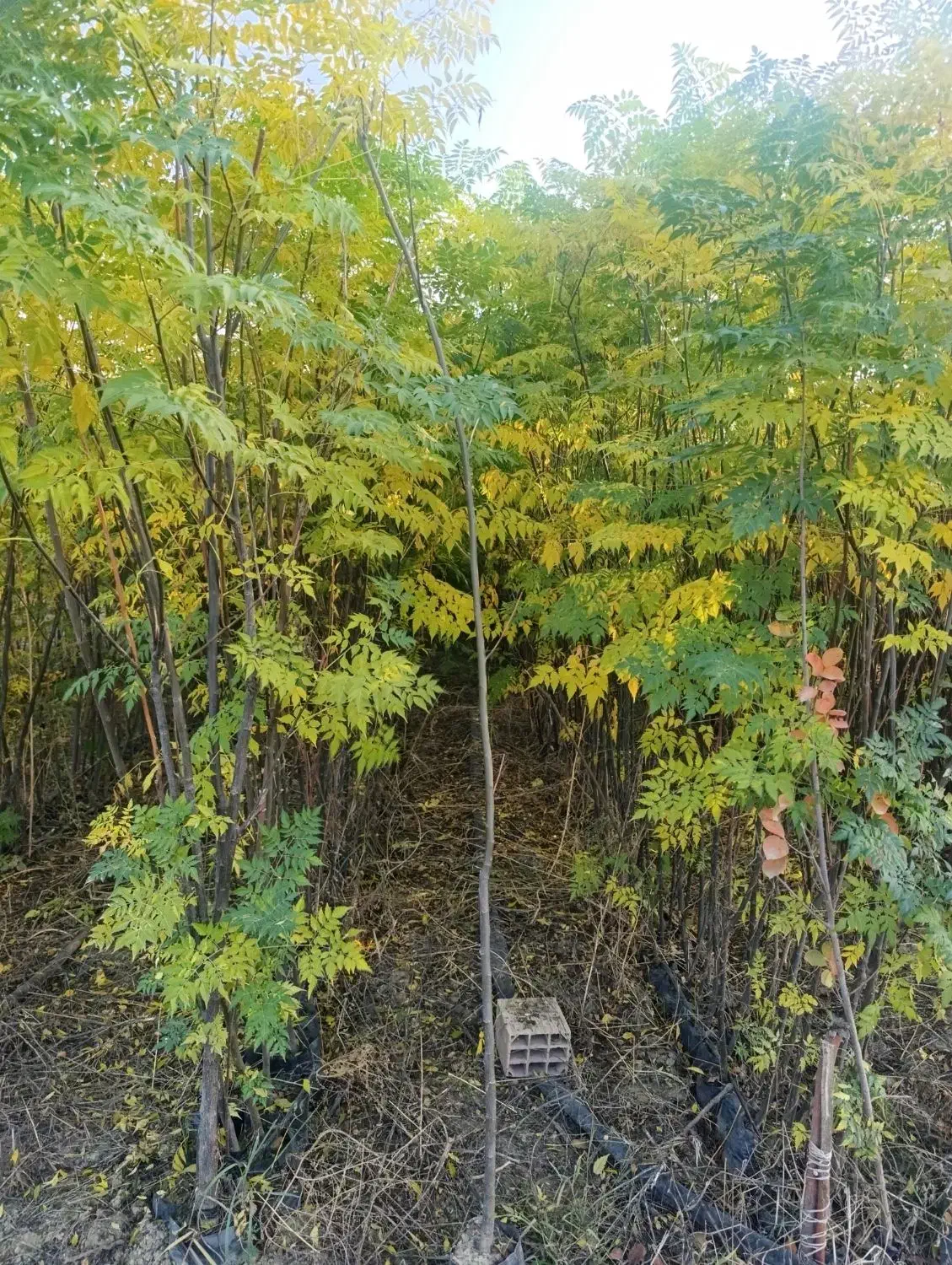 نهال های زیتون تلخ برای زینتی گلدانی ارتفاع ۳ متر|خدمات باغبانی و درختکاری|شیراز, شهرک سراج|دیوار