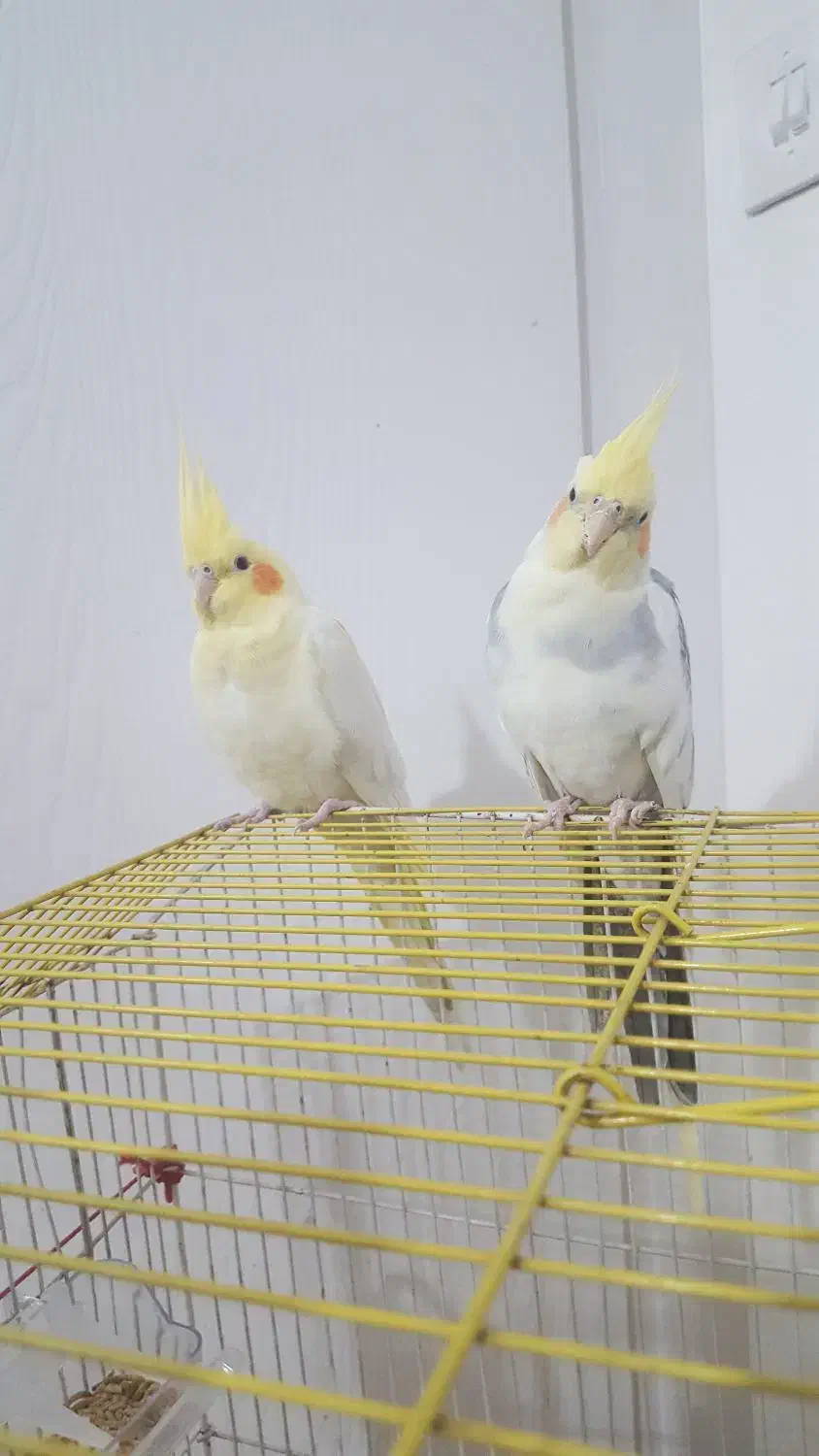 معاوضه دو جفت جفت عروس|پرنده|تهران, گرگان|دیوار