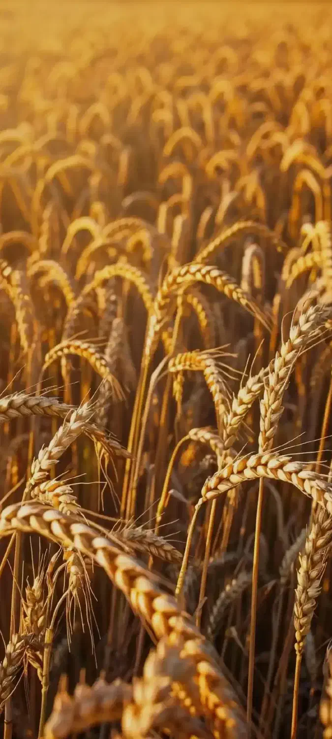 کود سفید|خدمات باغبانی و درختکاری|سنقر, |دیوار