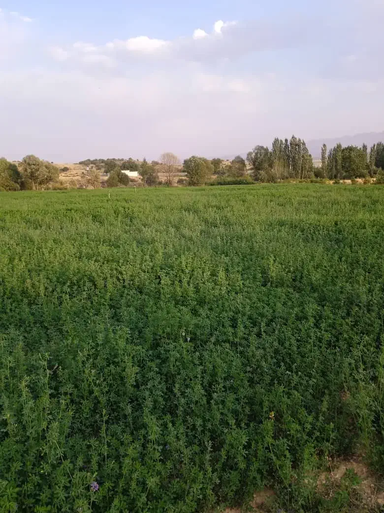 زمین فروشی فوری|فروش خانه و ویلا|ارژن, |دیوار