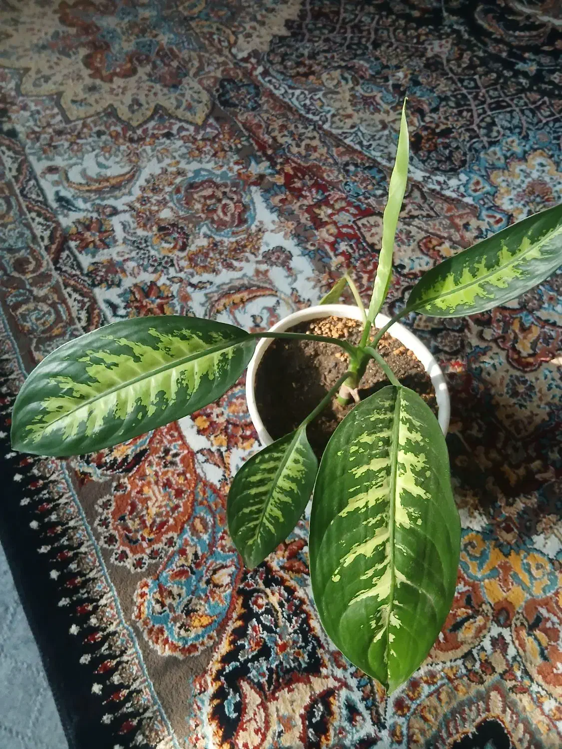 برگ انجیری|گل و گیاه طبیعی|گلبهار, شهر جدید گلبهار|دیوار