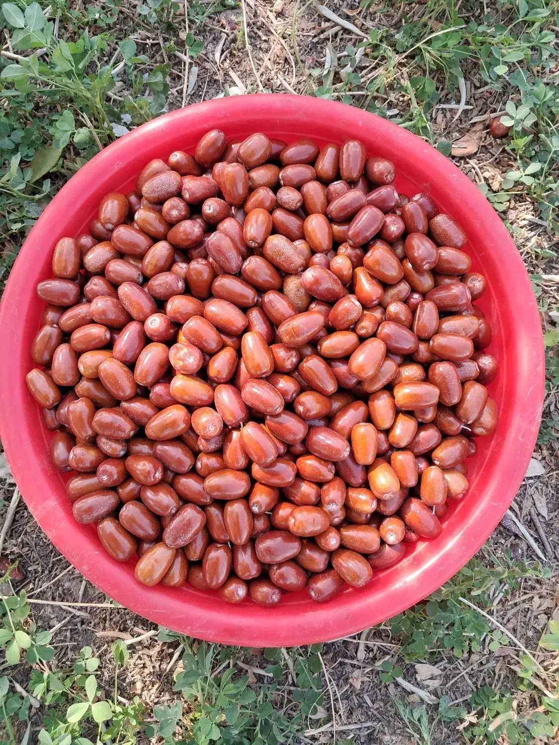 انواع سنجد تازه امسال|خوردنی و آشامیدنی|خسروشاه, |دیوار