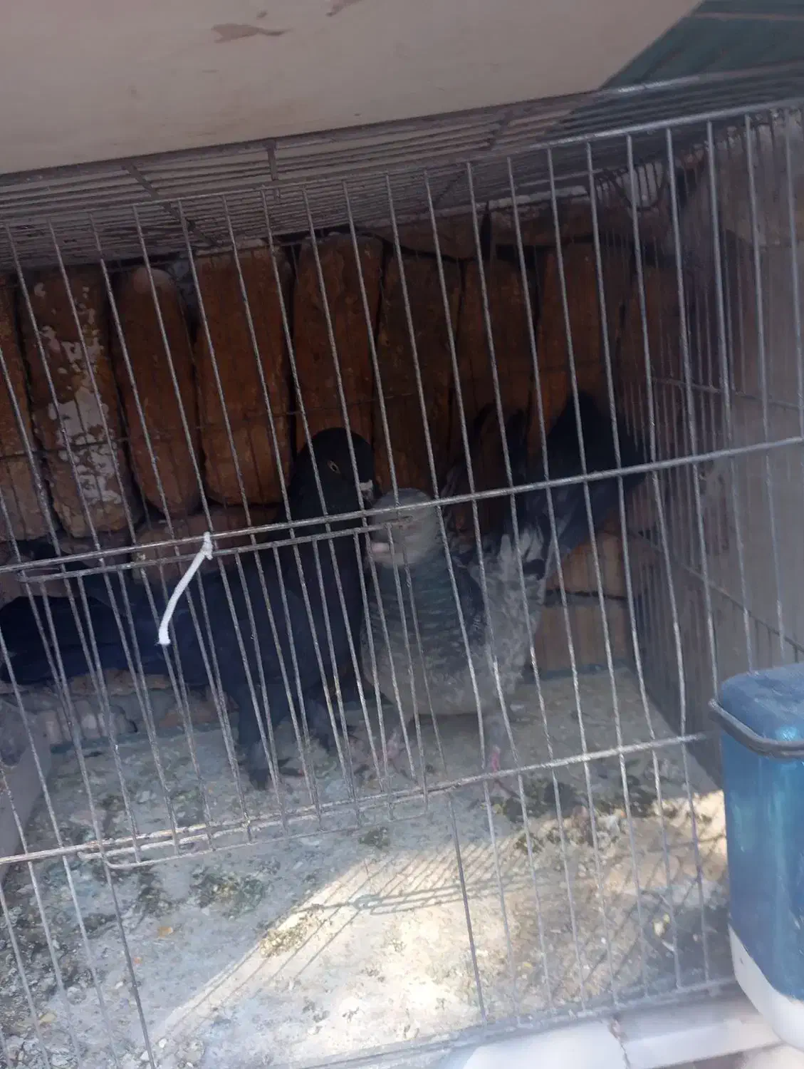 پر سر قدیم|پرنده|شهرکرد, |دیوار