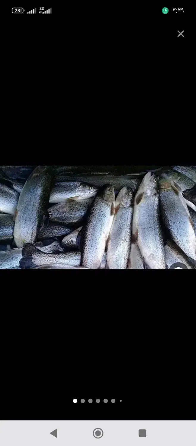 ماهی غزل|ماهی|یزد, |دیوار