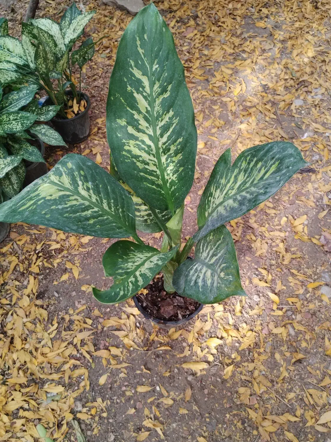 گلهای آپارتمانی|گل و گیاه طبیعی|دوگنبدان, |دیوار