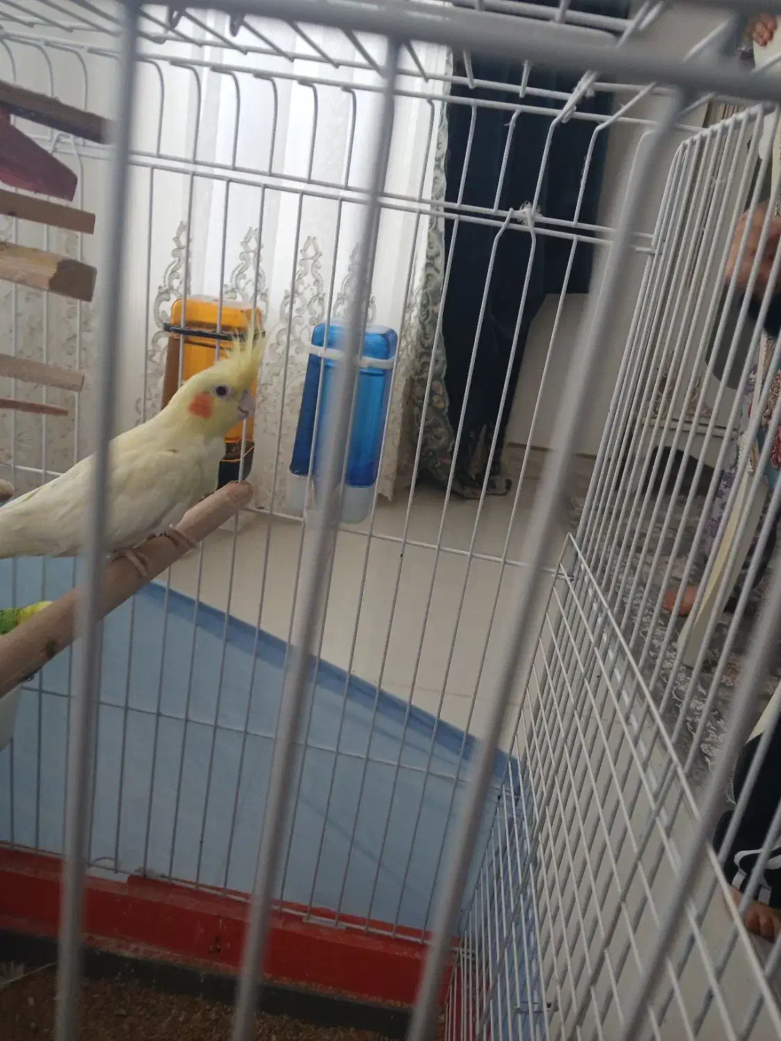 عروس هلندی نر باقفس|پرنده|اشتهارد, |دیوار